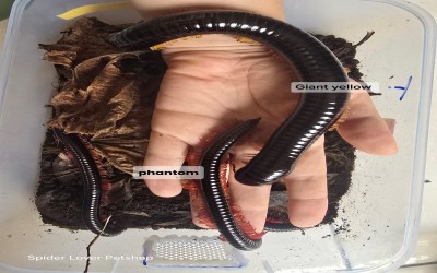 Black Phantom Milipede Tanpa Kandang 